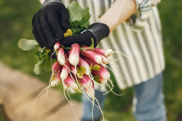 A bundle of radishes freshly harvested by a farmer wearing gloves, symbolizing organic farming.