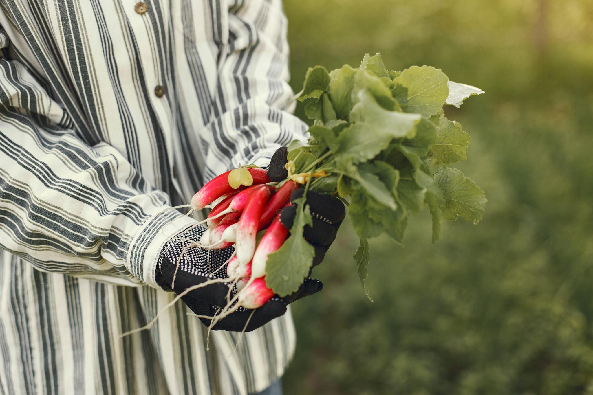 A gardener holding a bunch of freshly harvested radishes outdoors.