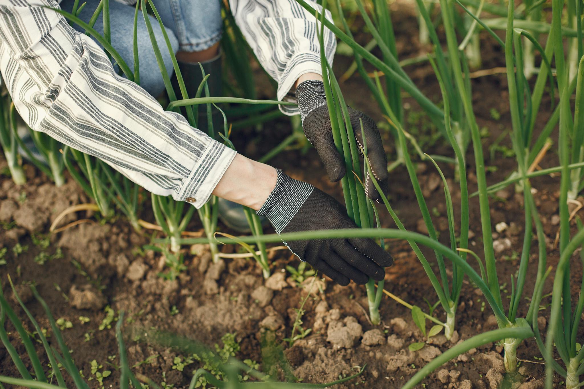 Close-up of a gardener planting green onions in a farm setting, showcasing hands in gloves tending the soil.